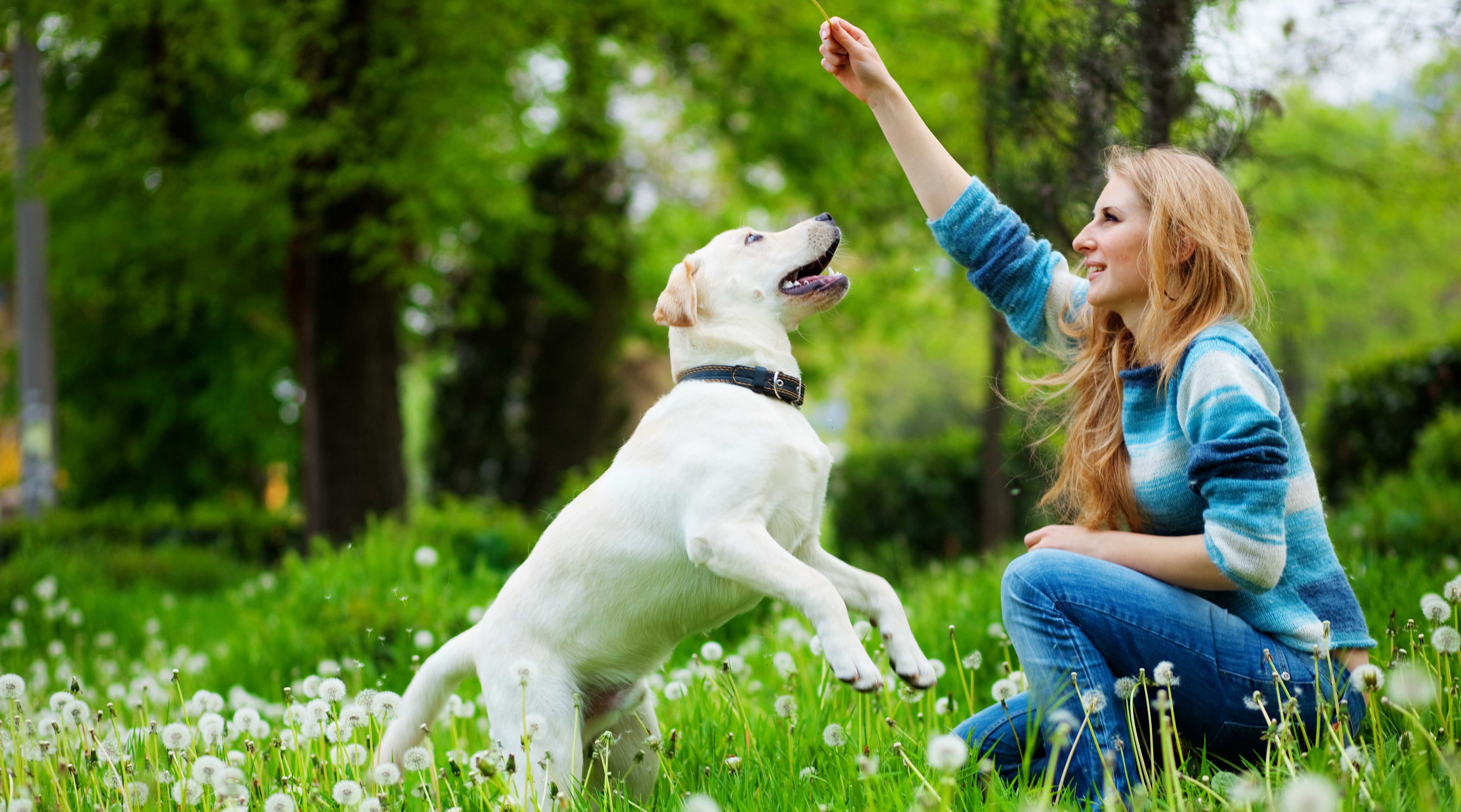 4 pets care. Собака с хозяином на прогулке. Человек с собакой на природе. Домашние животные и человек. Прогулка с питомцем.